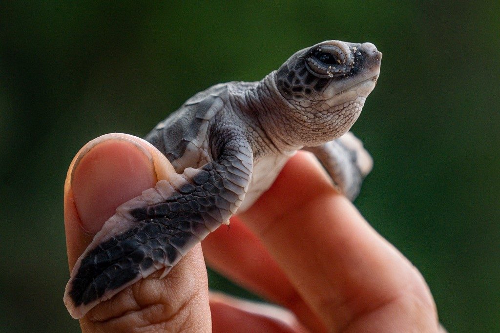 From egg hunter to protector, Malaysian battles to save turtles