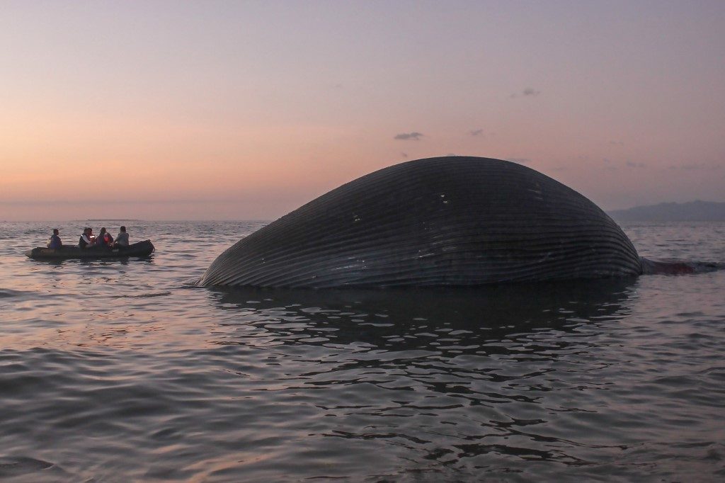 Giant whale washes up on Indonesian beach