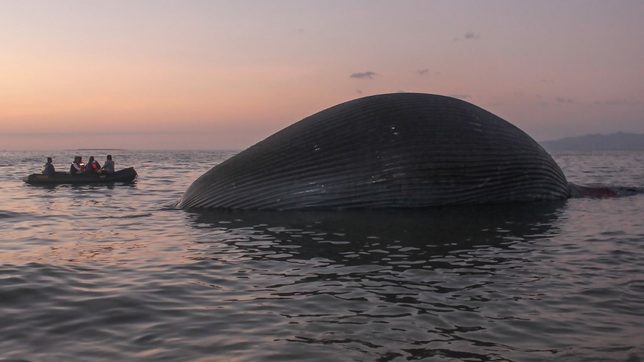 Giant whale washes up on Indonesian beach