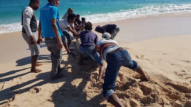 10 dead whales found on Indonesian beach, 1 saved by locals