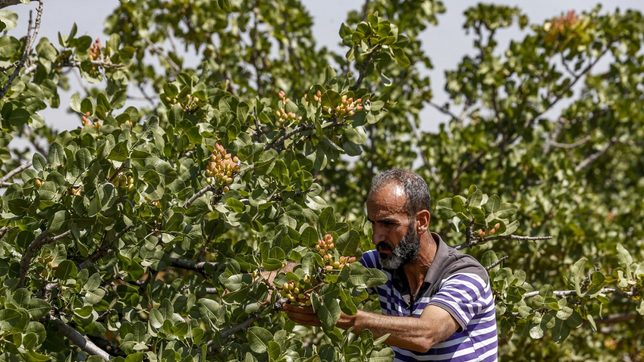 Syria pistachio farmers return to orchards after years of war