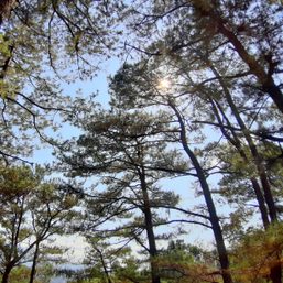 Baguio congressman, local officials race to save city’s iconic pine trees