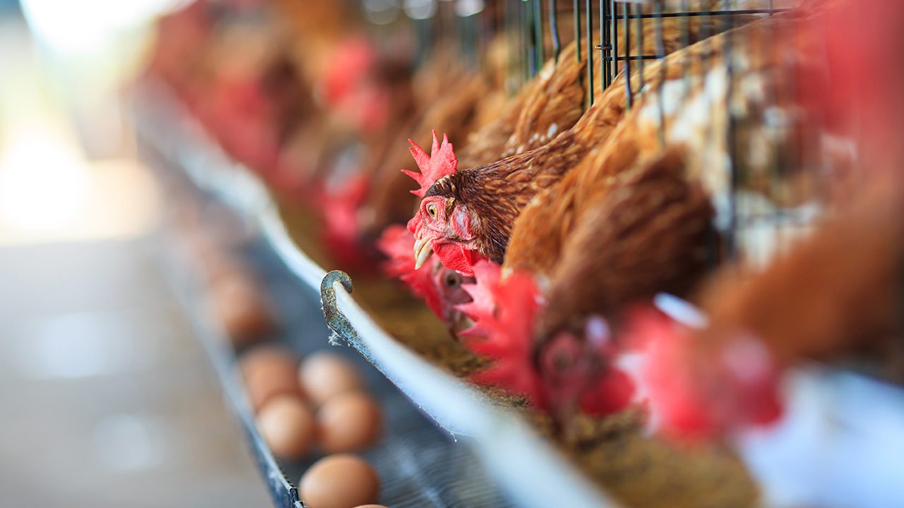 Bird flu passable to humans hits Pampanga egg farm