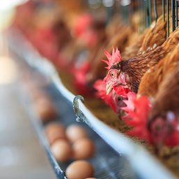 Bird flu passable to humans hits Pampanga egg farm