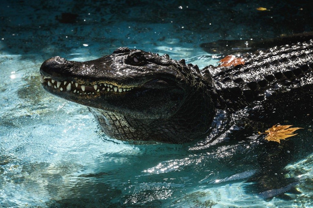 Meet Muja, world’s oldest captive alligator who marks 83 years in Belgrade zoo
