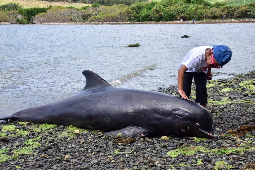 18 whales die in Mauritius stranding