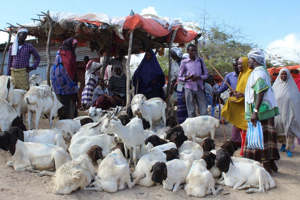 Restricted hajj hits Somalia’s livestock economy