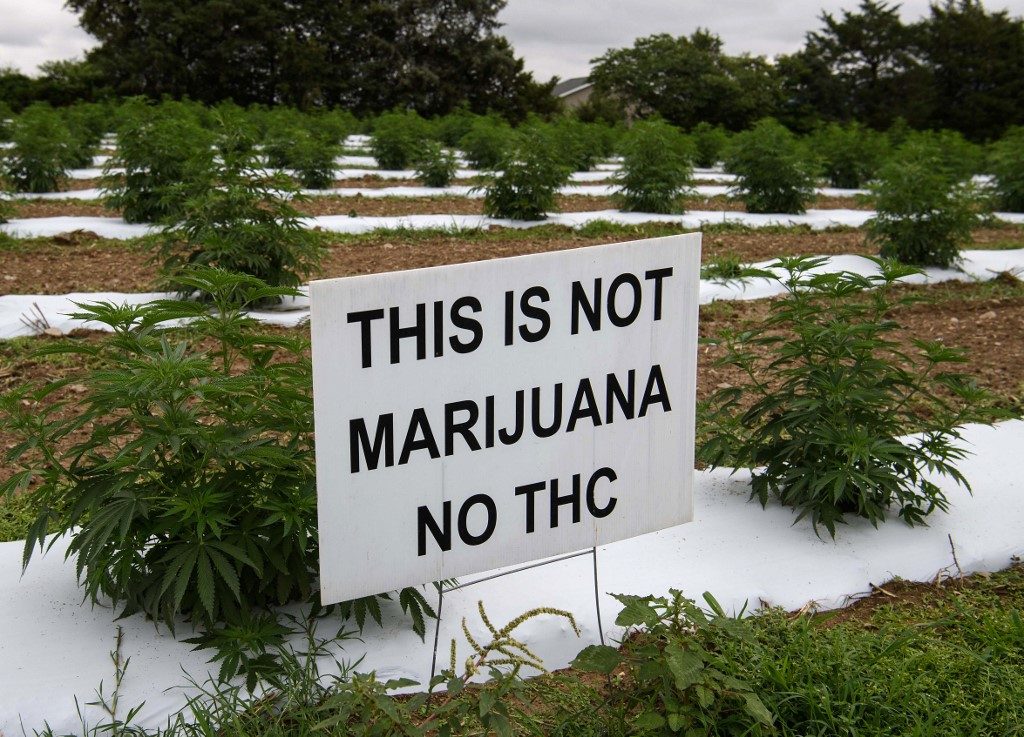 ‘Not marijuana’: US hemp farmers battle tough market and thieves
