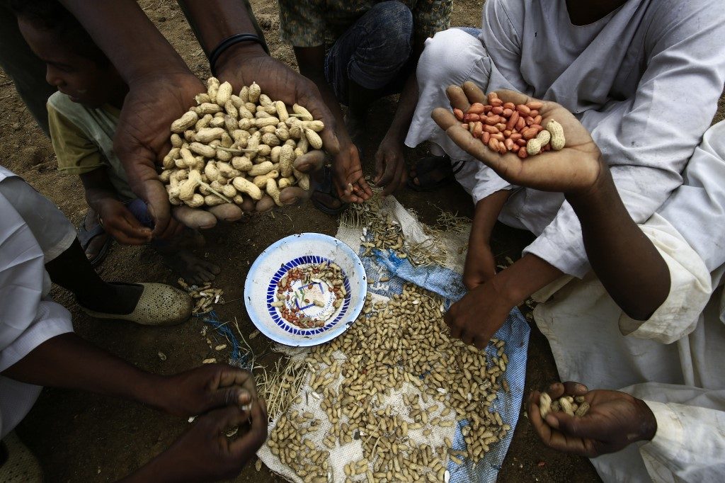 Peanut traders baffled by Sudan export ban on key cash crop