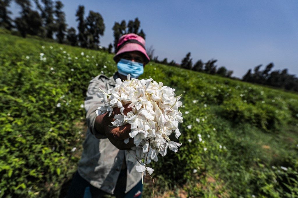 Egypt’s blossoming trade in fragrant jasmine flowers