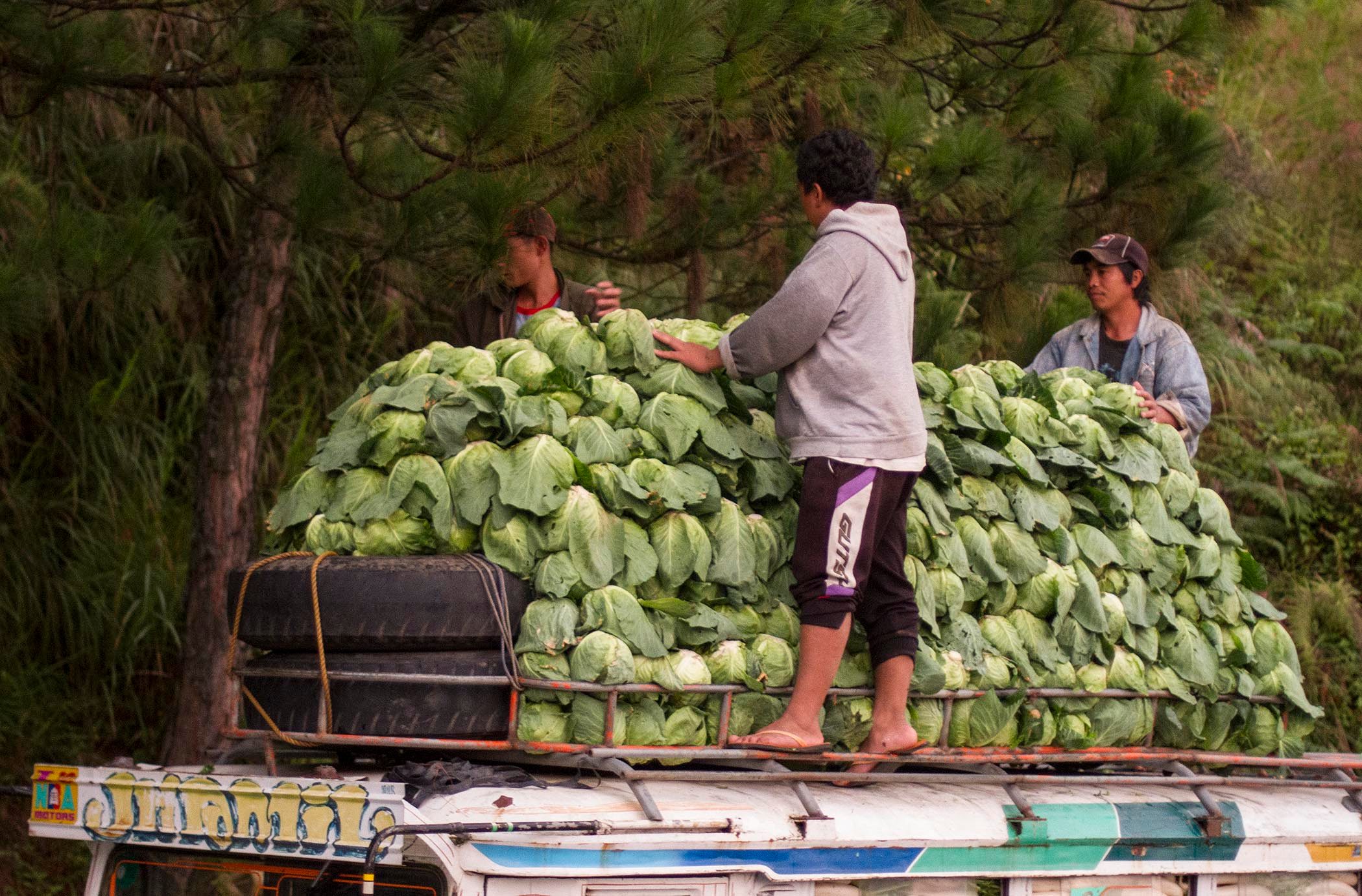 New marketing strategy needed? Cabbage farmers in Benguet reel from low prices