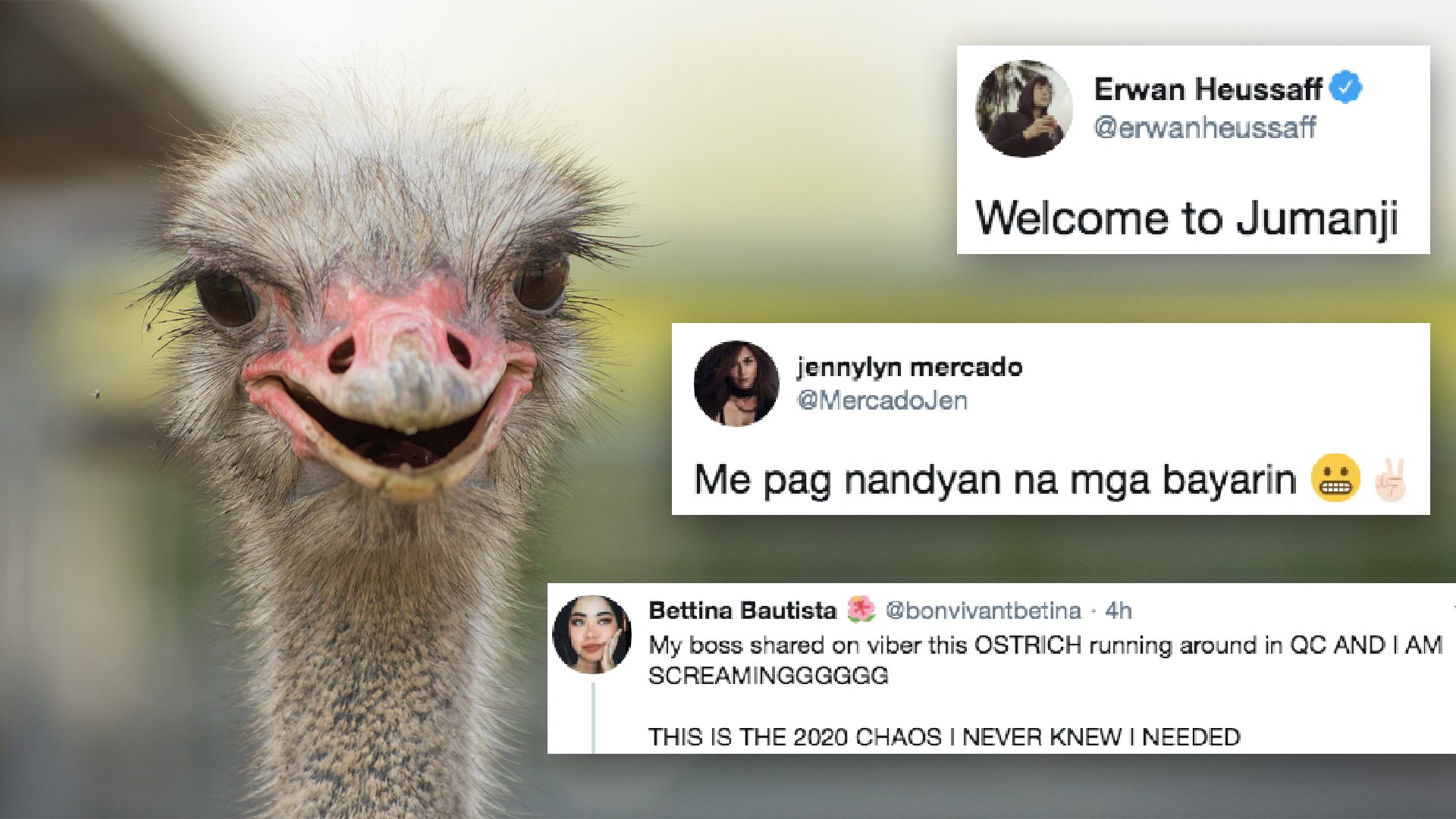 It’s been a Jumanji year so far: Loose ostrich in QC trends online