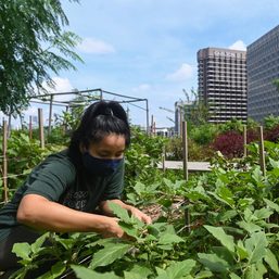 San Miguel to build urban farm at its Ortigas office