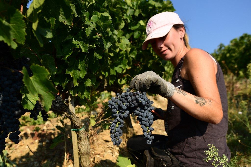 Italy’s ‘Black Roosters’ fight back as virus hit wine sales