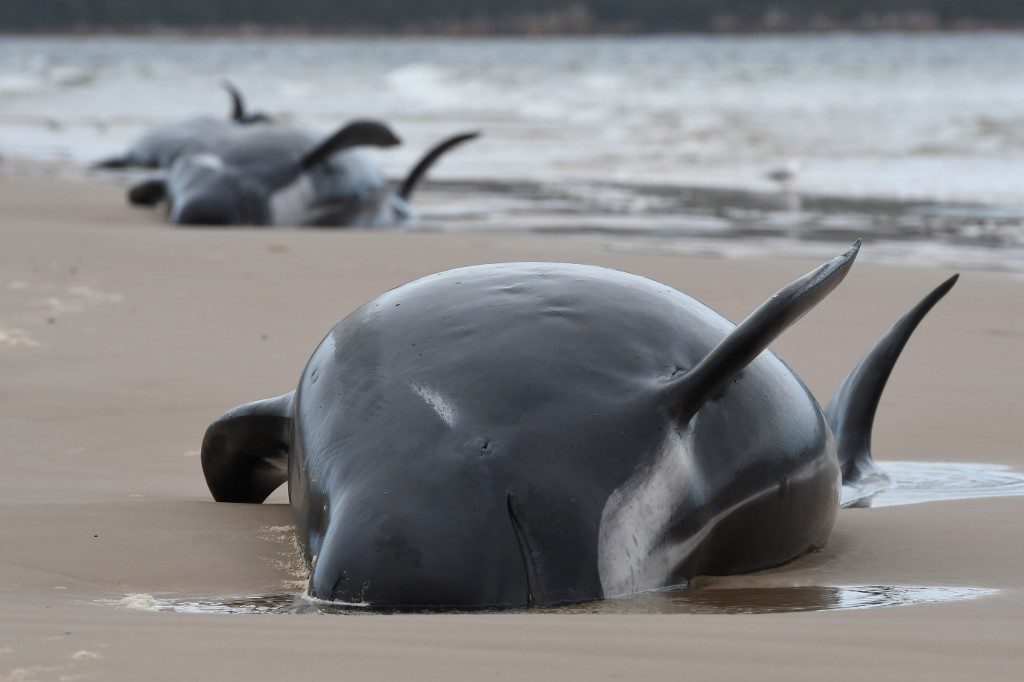 Rescuers find another 200 stranded whales in Australia