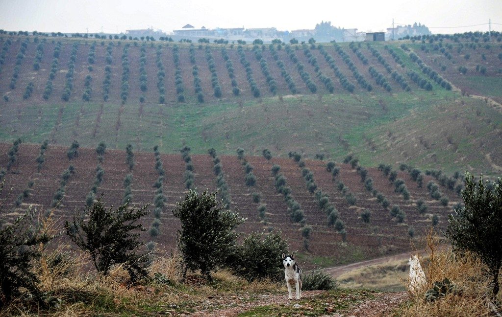 Syrian olive trees put down roots in Kurdish Iraq
