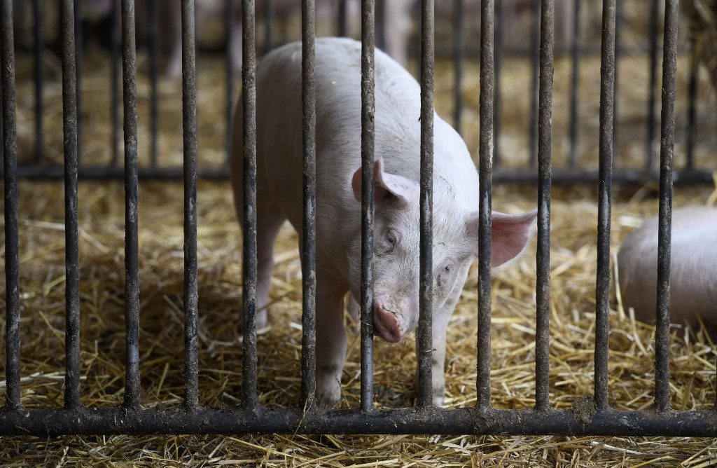 Japan bans imports of German pork after swine fever case
