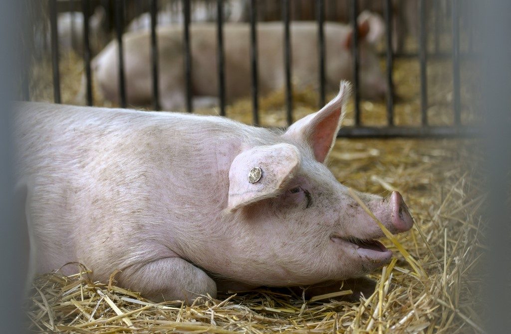 Asia import ban adds to German pork woes