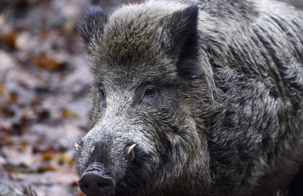5 new swine fever cases found in German boars