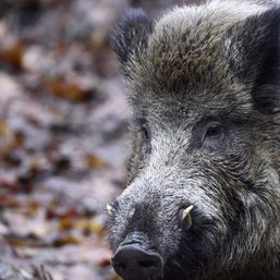 5 new swine fever cases found in German boars