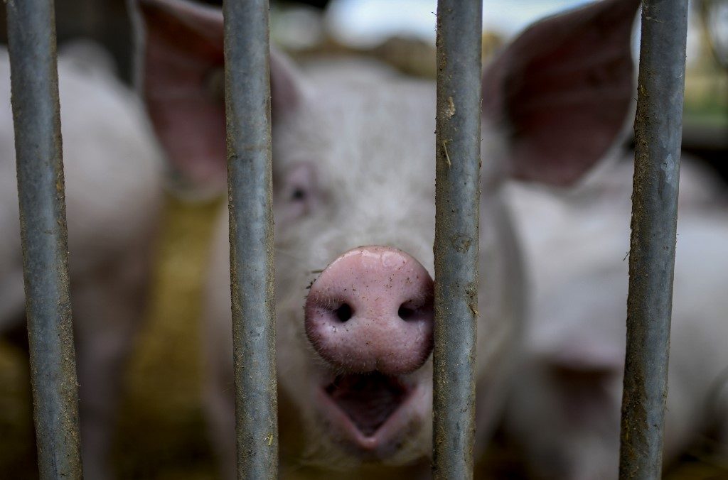 China halts imports of German pork after swine fever case