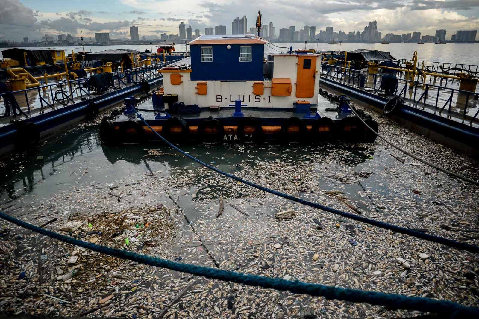 Seawater upwelling likely ‘choked’ Manila Bay fish, says BFAR