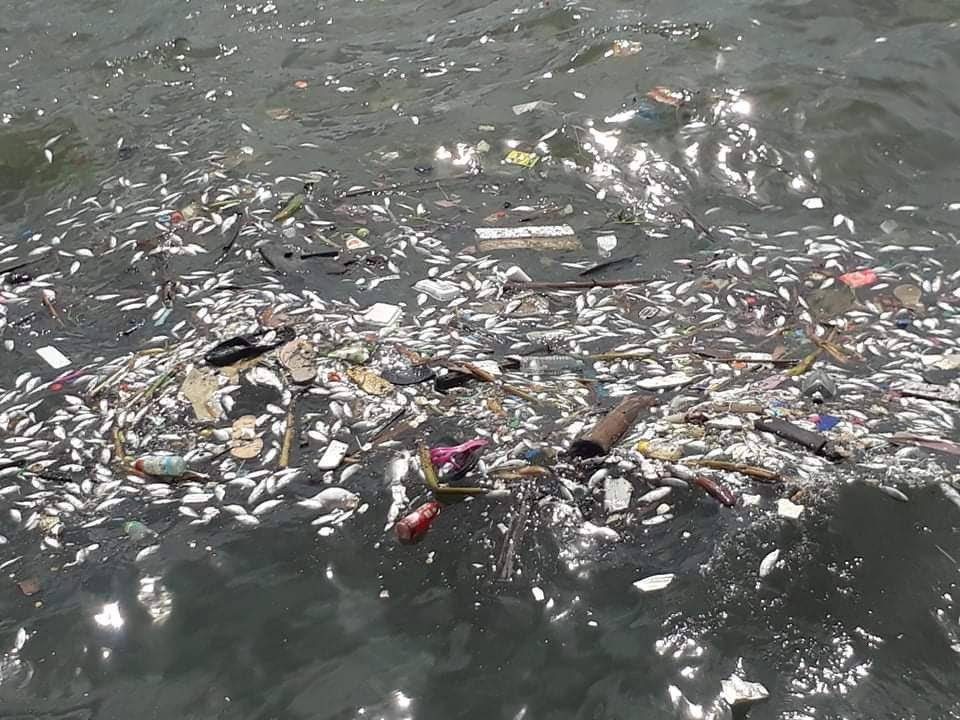 DENR denies connection of Baseco fish kill to Manila Bay white sand project