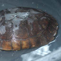 Illegal trade, collection biggest threats to endangered Philippine Forest Turtle