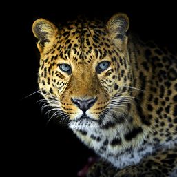 Sri Lanka arrests 3 accused of killing leopard for asthma cure