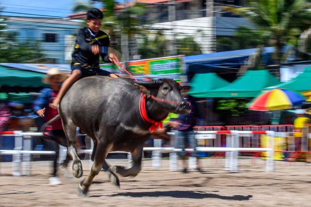 Thailand’s annual buffalo festival races on despite travel ban