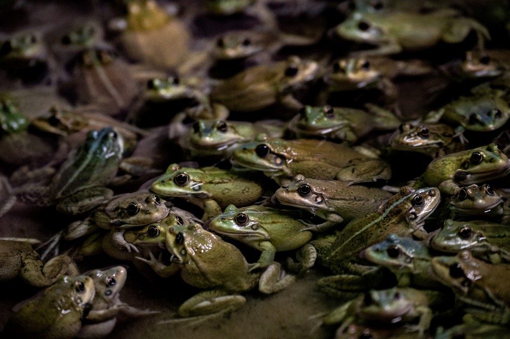 French frog farmers jump to meet restaurant demand