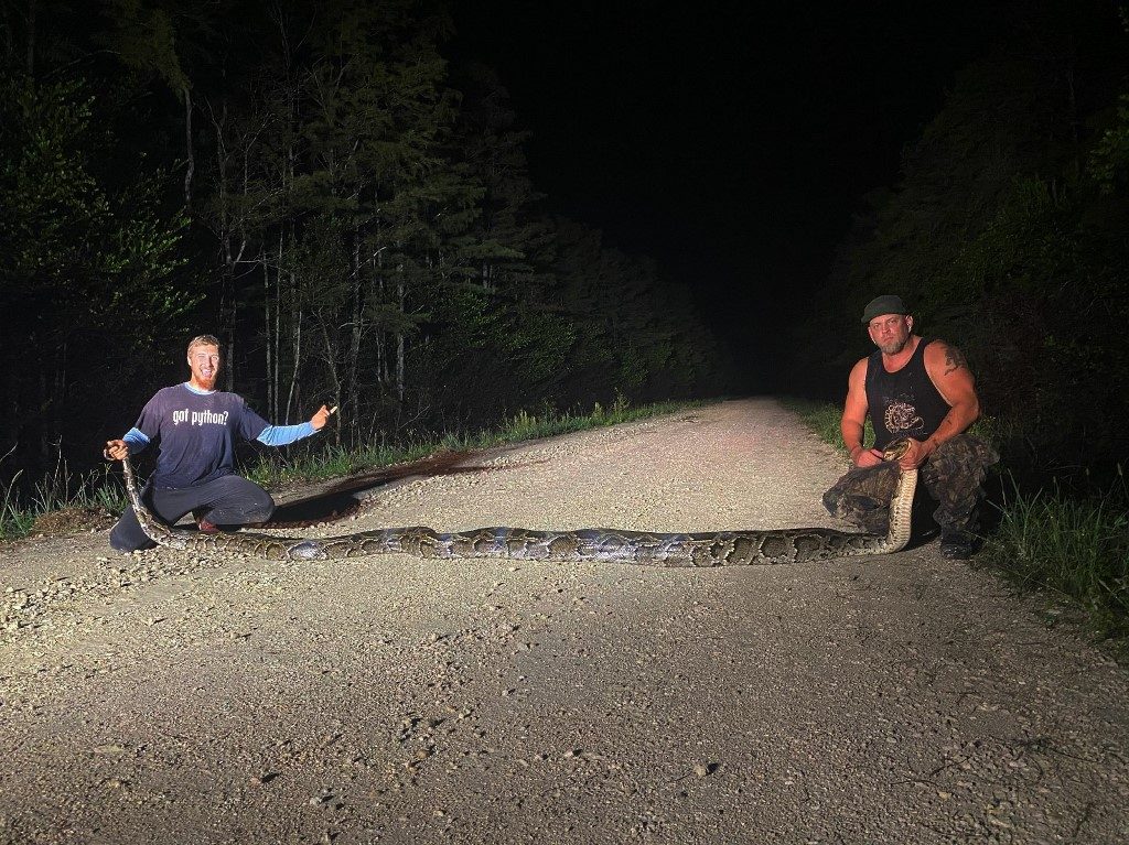 Hunters catch record-breaking python in Florida Everglades