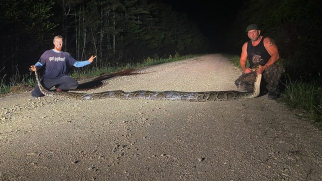 Hunters catch record-breaking python in Florida Everglades