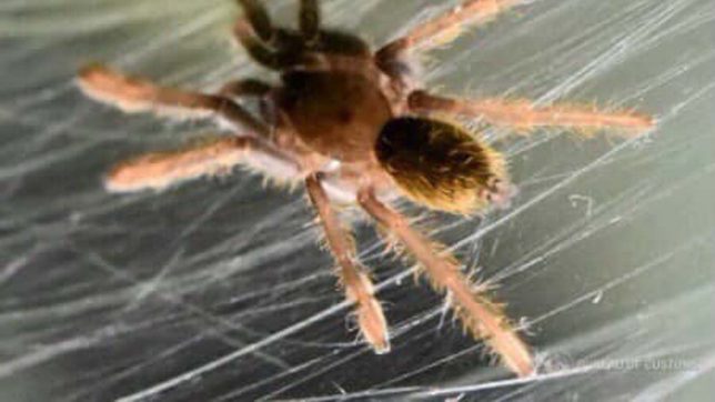 LOOK: Customs seizes 119 live tarantulas