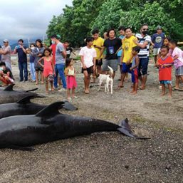 At least 15 melon-headed whales found dead in Catanduanes