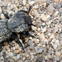 Scientists find secret to ‘uncrushable’ bug’s strength