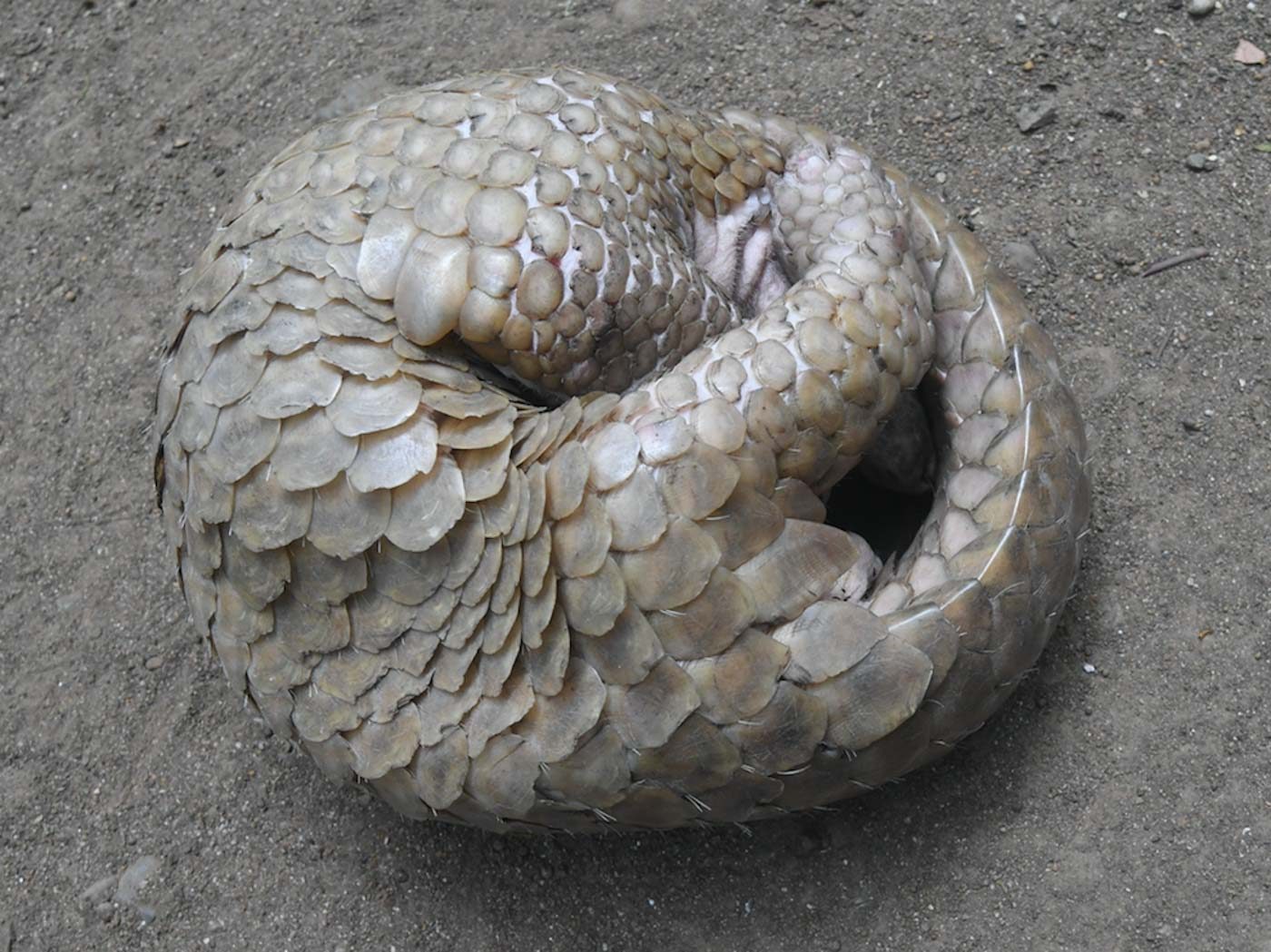 Philippine gov’t finds stopping pangolin trade challenging