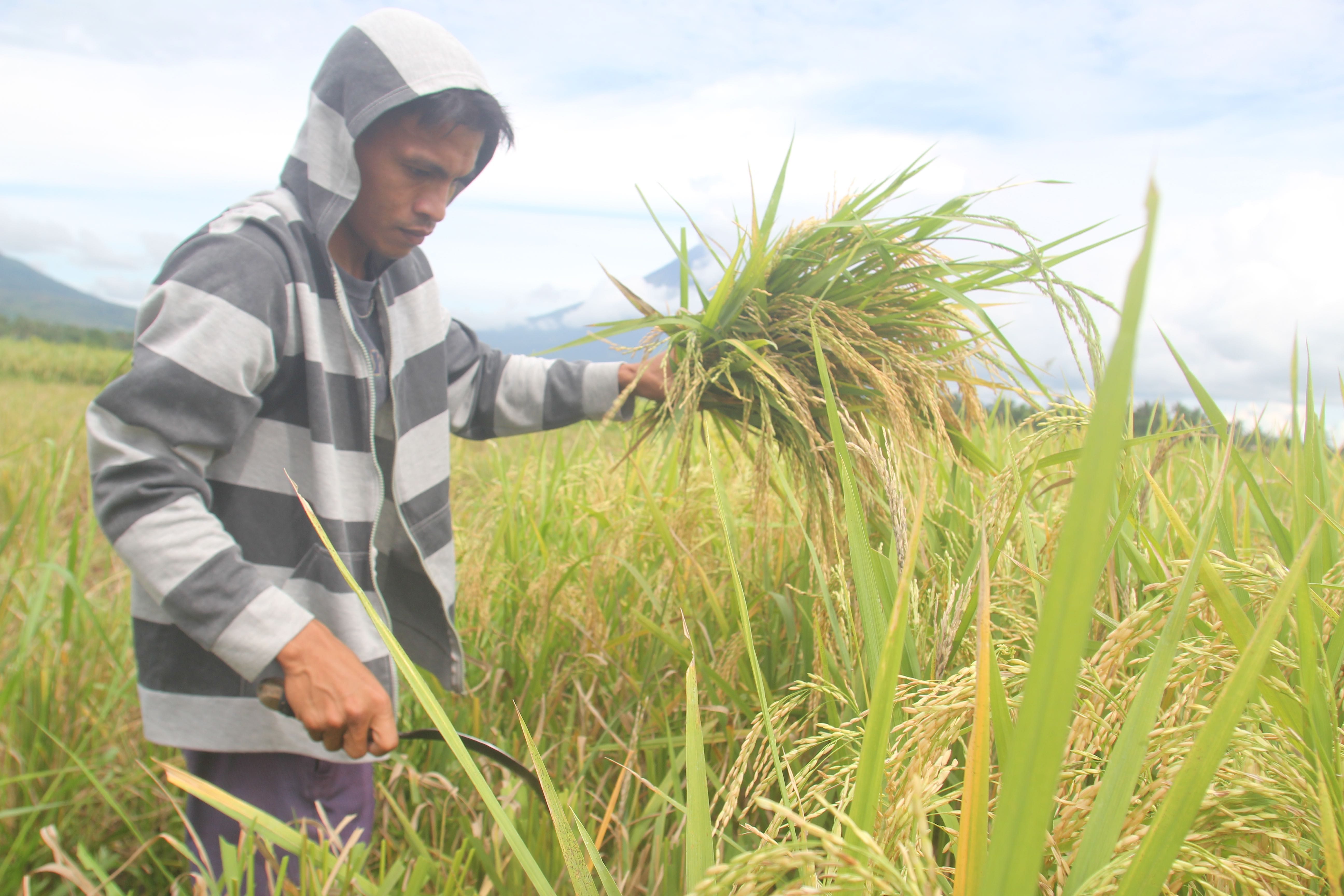 Albay rice farmers race against Tropical Depression Quinta