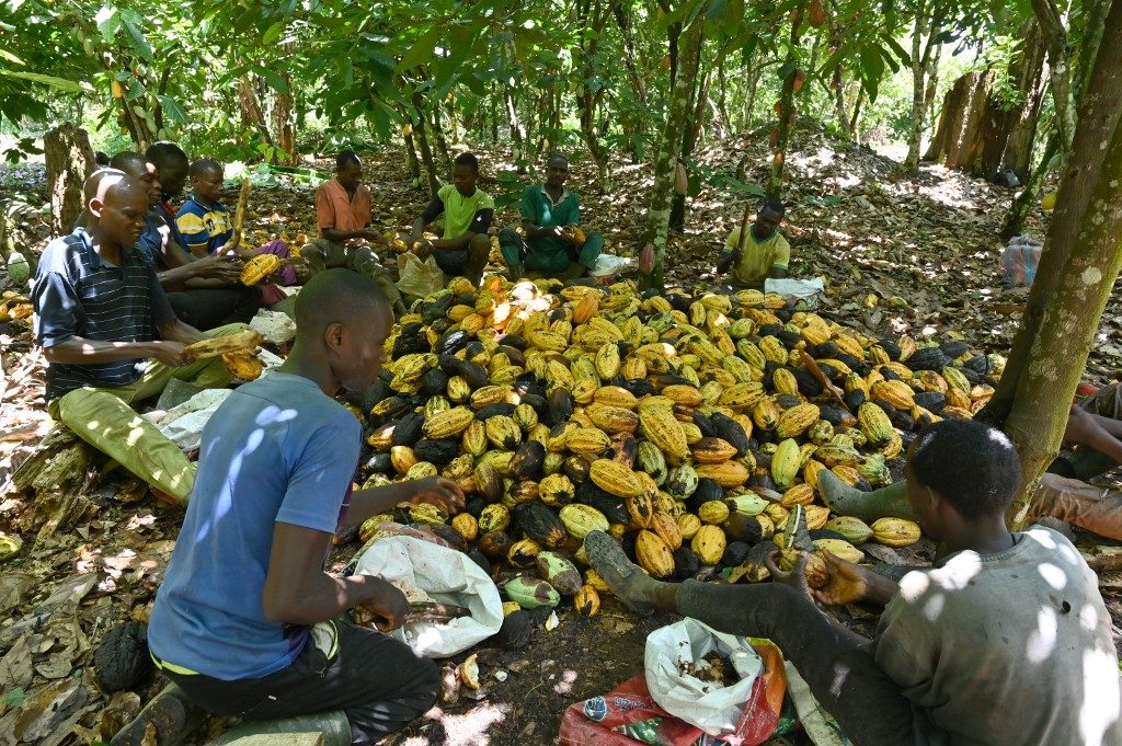 West Africa hard-pressed to expand cocoa market share