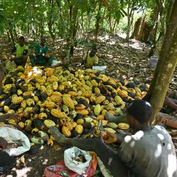 West Africa hard-pressed to expand cocoa market share