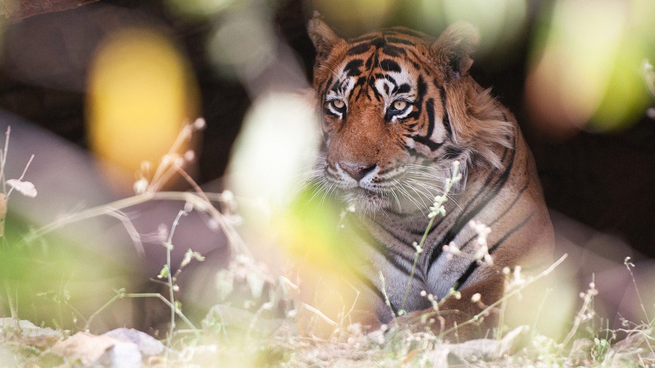 Hunt on for Indian tiger which killed 8 humans
