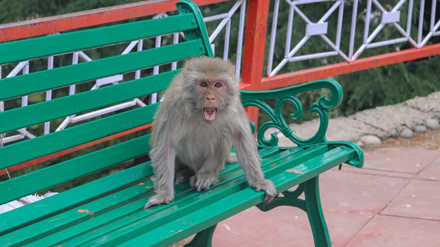 Marauding monkeys bring fear to historic Indian tourist haven