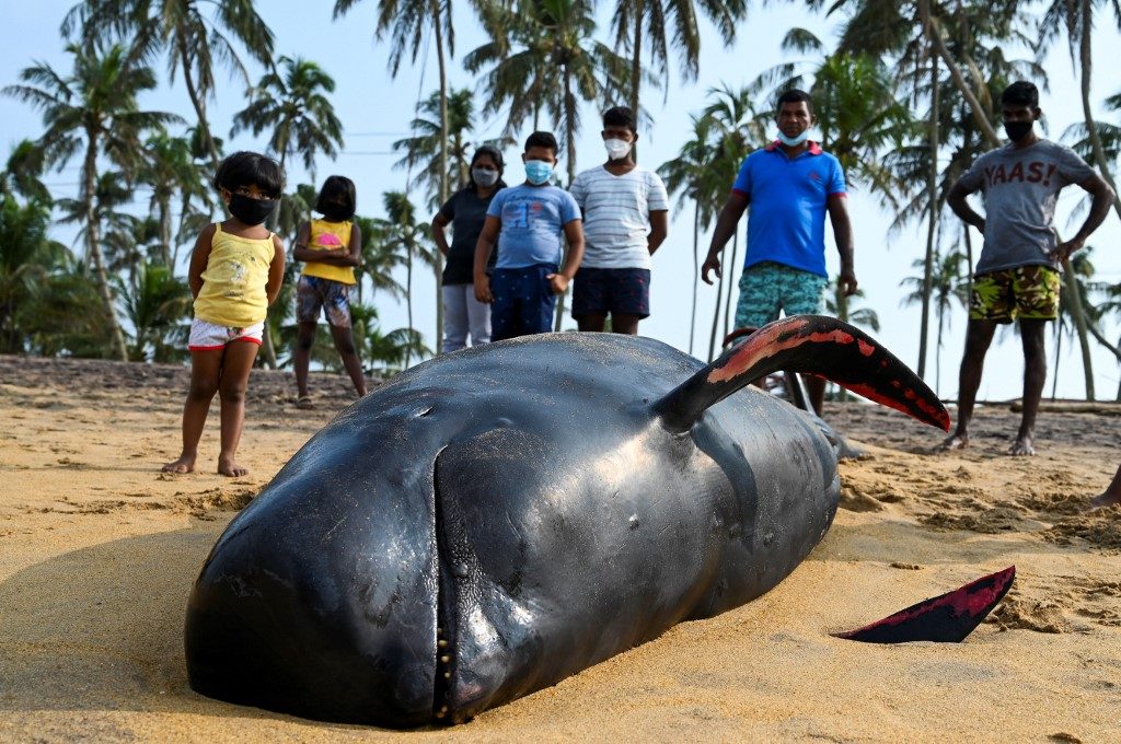 Sri Lanka rescues 120 whales after country’s largest stranding