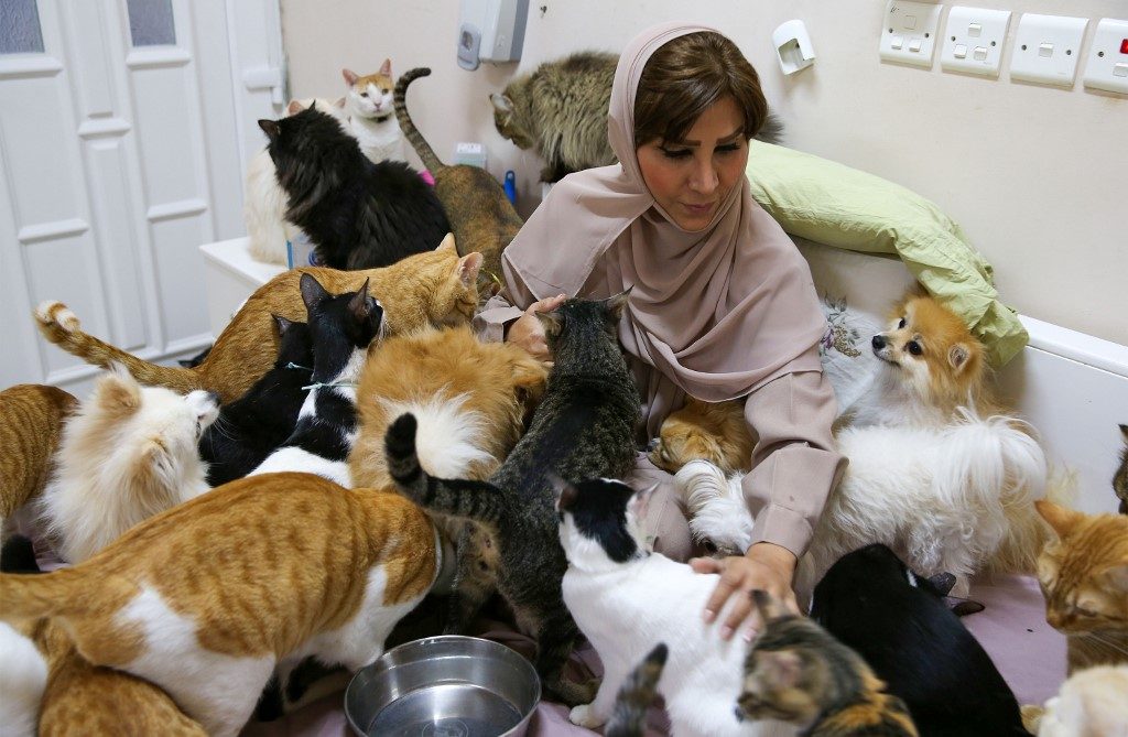 Omani woman juggles 500 cats, 12 dogs