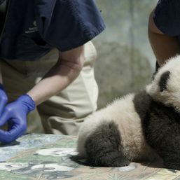Washington zoo panda named ‘Little Miracle’
