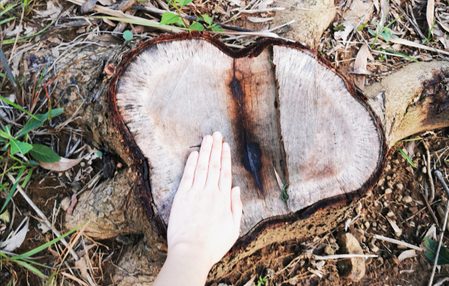 A massacre of trees: Masungi Georeserve struggles vs illegal loggers