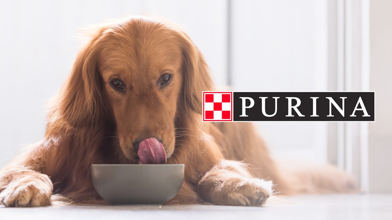 Nestle’s Purina launches insect-based pet food