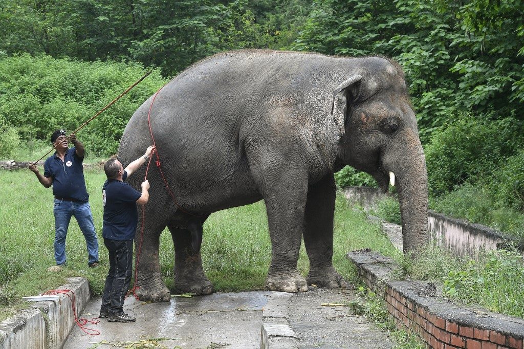 ‘World’s loneliest elephant’ lands in Cambodia, greeted by Cher