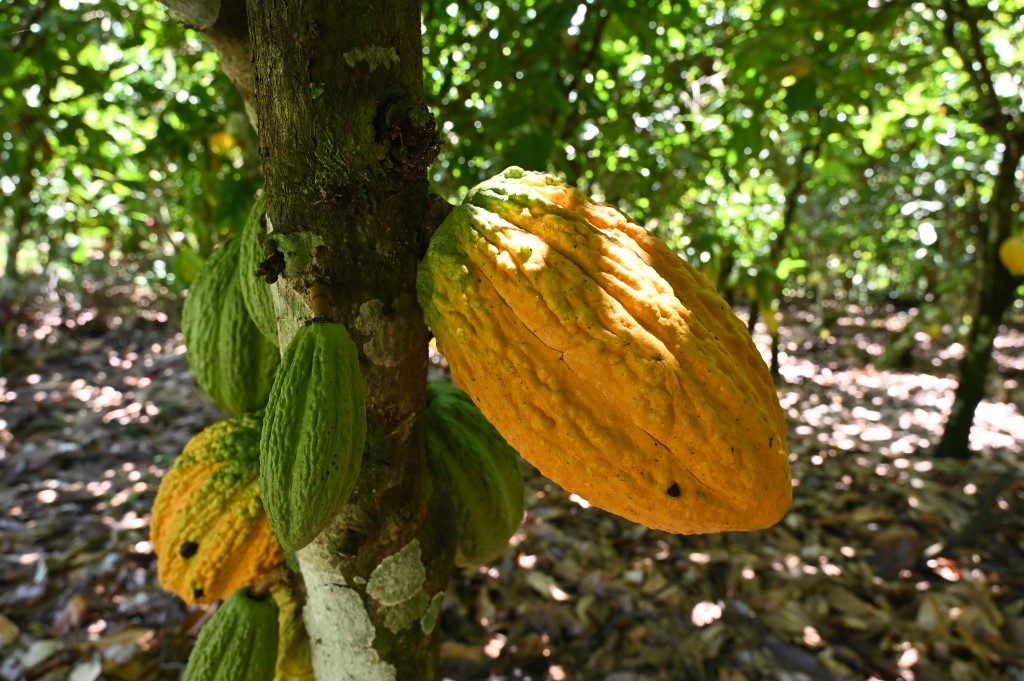 Cocoa prices soar as producers, processors clash