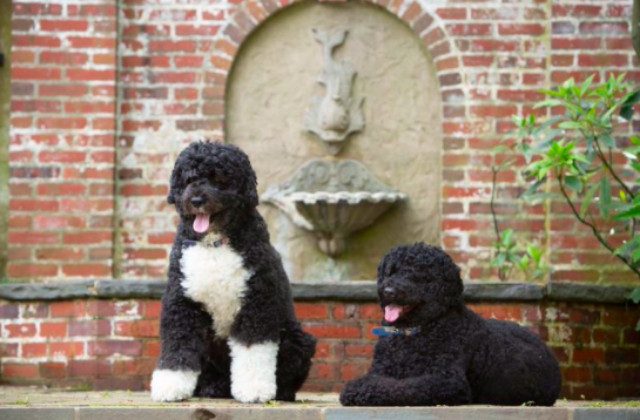 From Socks to Champ: Meet the White House pets